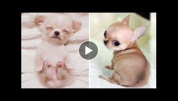 Cute baby animals Videos Compilation cutest moment of the animals 2021 Cute baby animals Videos Compilation cutest moment of the animals 2021
