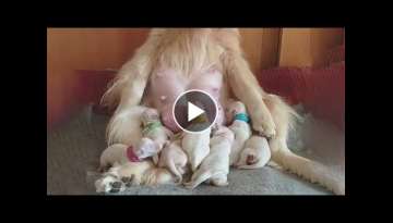 AWW CUTE BABY ANIMALS - Funny and cute moments of animal loving family - OMG Animls Soo Cute