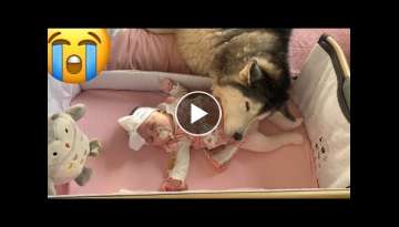 Newborn Baby Only Falls Asleep When Husky Cuddles On Her!! [CUTEST VIDEO EVER!!!]