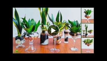 How to Grow and Decorate Snake Plants in Water for Indoor Water Garden Idea//GREEN PLANTS