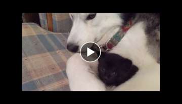 Husky and Rescue Kitten Become Best Friends