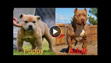 Dogs Grow Up - i'm a big kid now Baby to Adult Dogs Dogs Grow Up - i'm a big kid now Baby to Adult Dogs