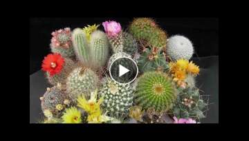Singularities Of Cactus And Succulents