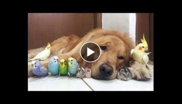 Cute Parrots Videos Compilation cute moment of the animals - Soo Cute! Cute Parrots Videos Compilation cute moment of the animals - Soo Cute!
