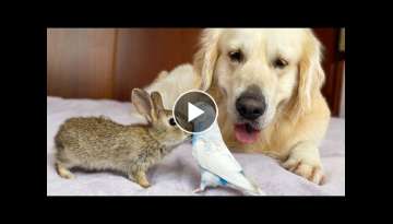 Golden Retriever and Baby Bunnies befriend with Budgie