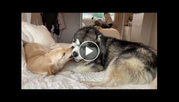 Giant Husky Goes Crazy When Reunited With Golden Retriever Puppy Best Friend! (Cutest Reunion!!)