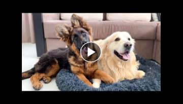 Golden Retriever Protects his Bed from a German Shepherd Puppy
