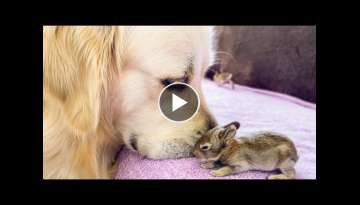 Golden Retriever and Baby Bunnies 10 days old [All 4 Bunnies Open Their Eyes]