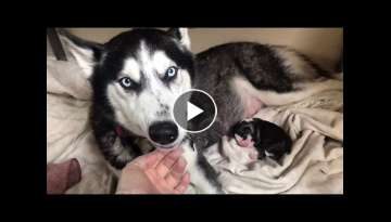 Alaskan husky birthing 8 puppies