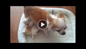 4 wk Chihuahua puppies at the milk bar