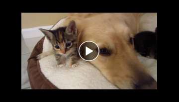 Kittens Love Their Big Dog Foster Father - Cuddling with Golden Retriever - 4 Weeks Old