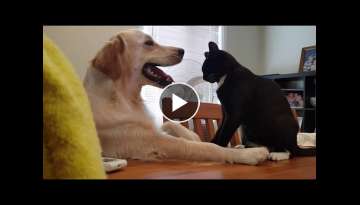 Golden retriever and cat funny Golden retriever and cat funny