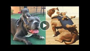 Cute American Bully - Pitbull - Bulldogs - BEST VIDEO COMPILATION ABOUT AMZING DOGS