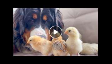 Bernese Mountain Dog Meets Baby Chicks for the First Time!