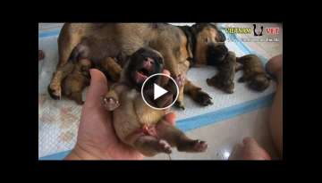 Saving a french bulldog and her 7 baby puppies – God has blessed this family! Saving a french bulldog and her 7 baby puppies – God has blessed this family!