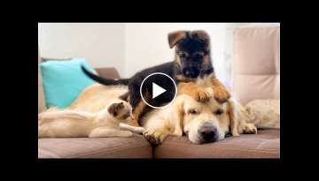 German Shepherd Puppy and Kitten annoy the Golden Retriever with their Play!
