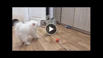 We bought a dog and today the cats get to know the puppy
