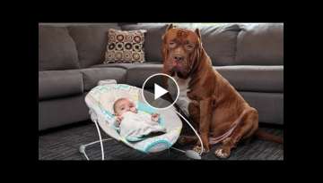 Amazing Dogs Meet Newborn Babies First Time | Dog Love Baby Video Compilation
