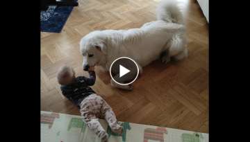 A tiny child and a big dog (Tatra Sheepdog)