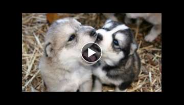 Huskies Being Dramatic & Weird For 9 Minutes - Funniest and Cutest Husky Puppies Compilation