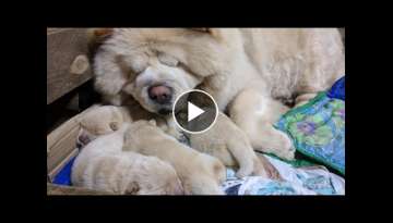 Newborn Chow Chow Puppies 1st Week | Dory's Vlog