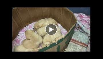 Pet care - how to take care a new born puppies / 14 days pup Pet care - how to take care a new born puppies / 14 days pup