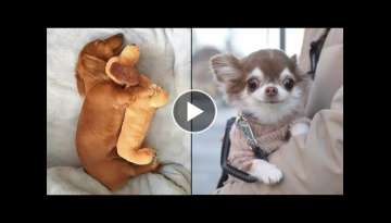 AWW CUTE BABY ANIMALS Videos Compilation cutest moment of the animals