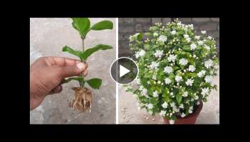 How To Grow Mogra Jasmine Plant From Cuttings