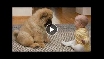 Cute dog games with baby 