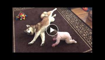 Siberian Husky and Baby Playing Together Siberian Husky and Baby Playing Together