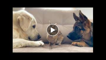 Golden Retriever and German Shepherd Puppy Play with Bunny Sam for the First Time!