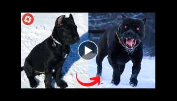 I'm a Big Kid Now - Dogs Grow Up And Cute Baby Animals I'm a Big Kid Now - Dogs Grow Up And Cute Baby Animals