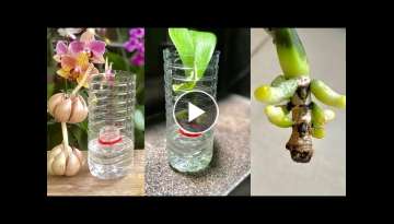 How to Revive a Weak Orchid Quickly With Many Healthy Roots Very Simple How to Revive a Weak Orchid Quickly With Many Healthy Roots Very Simple