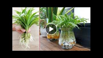 Spider rope indoor plants, a plant with great healing properties Spider rope indoor plants, a plant with great healing properties