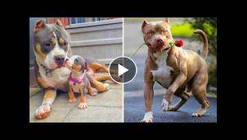 THE EXOTIC BULLY - Amazing Cute American Bully And Pitbull Compilation | Funny Bully Videos