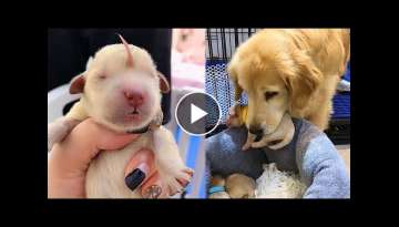 Golden Retriever Puppy couldn't drink milk from her mother Golden Retriever Puppy couldn't drink milk from her mother