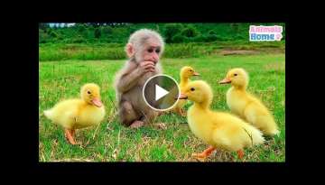 Happy moments of BiBi with ducklings