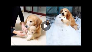 Golden Retriever throws the puppy in the trash can-Dog is jealous of the snowman