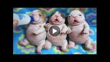 AWW CUTE BABY ANIMALS Videos Compilation Funniest and cutest moments of animals