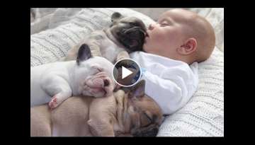 Cutest Relationship French Bulldog And Baby