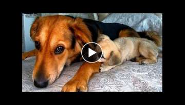 My Dog Adopted a Rescue Puppy with Rare Disease My Dog Adopted a Rescue Puppy with Rare Disease
