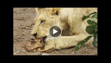 When the Lion Lies Down with the Lamb When the Lion Lies Down with the Lamb