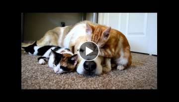 A dog sleeping with his KITTENS