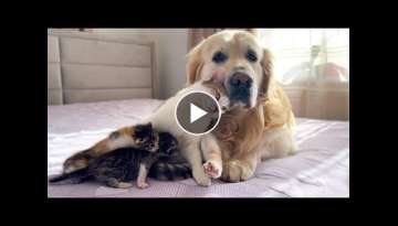 Mom Cat Shows Baby Kittens that Golden Retriever is Safe for Them Mom Cat Shows Baby Kittens that Golden Retriever is Safe for Them