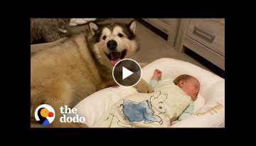 Giant Dog Is Obsessed With His Tiny Human Sister