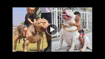 GIANT PITBULLS - AMERICAN BULLIES! Best video compilation about Bully Pitbull