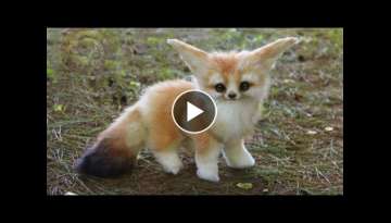 11 Cutest Baby Animal 11 Cutest Baby Animal