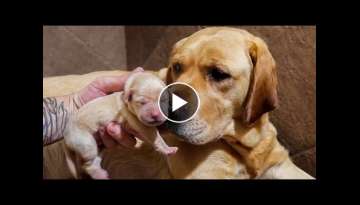Dog Mom Show’s Off Her Newborn Puppies!!
