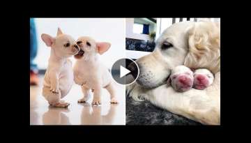 AWW CUTE BABY ANIMALS Videos Compilation cutest moment of the animals