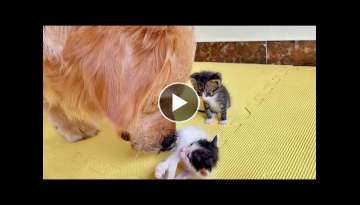 Golden Retriever & His Bestie Found Abandoned Kittens and Bring them Home Golden Retriever & His Bestie Found Abandoned Kittens and Bring them Home